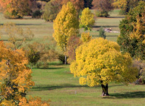 Stromy_na_podzim
